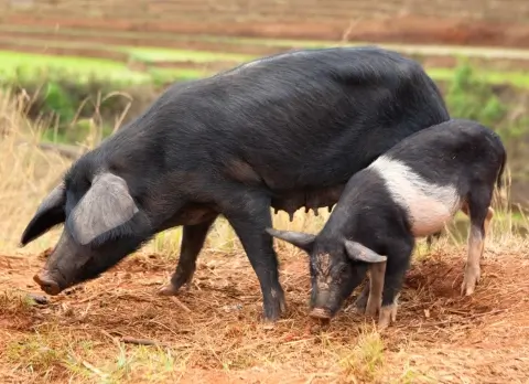 cinta senese cinta senese